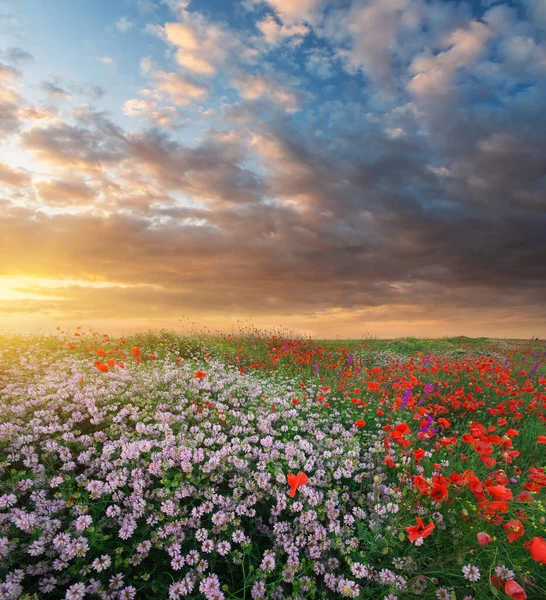 Пагорб Весняних Квітів Заході Сонця Природний Ландшафтний — стокове фото