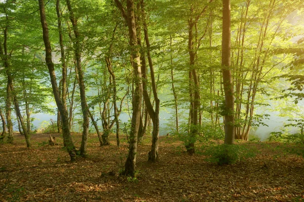 Tief Berg Wald Und Teich Naturlandschaft — Stockfoto