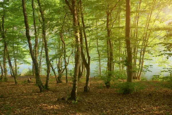 Fundo Montanha Floresta Lagoa Natureza Paisagem — Fotografia de Stock