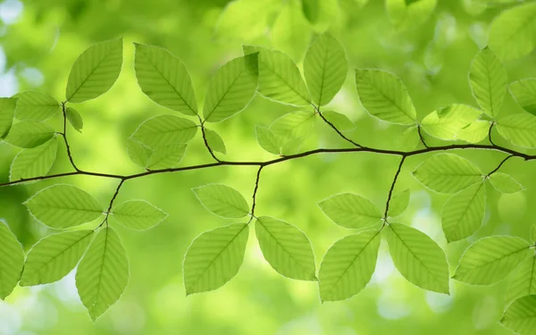 Frühlingsblatt Der Buche Und Schöne Bokeh Hintergrund Naturszene — Stockfoto