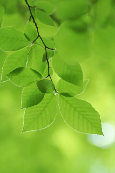 Весенний Лист Бука Красивый Фон Боке Природа — стоковое фото