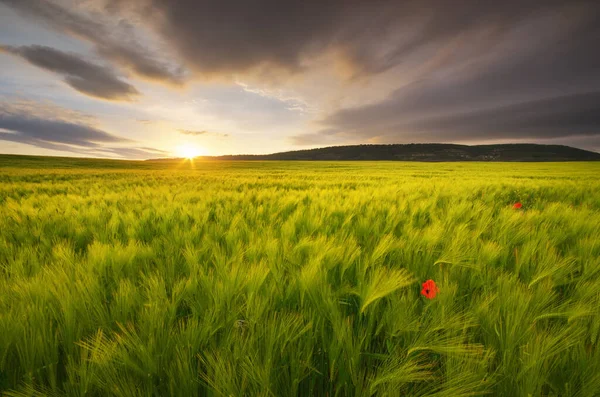 Meadow Green Wheat Sundown Nature Composition — Stock Photo, Image