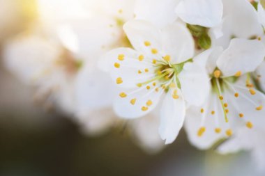 Ağaçta bahar çiçeği ve tomurcuk. Doğanın bileşimi.