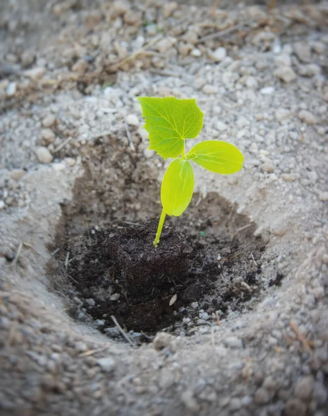 Small Sprout Green Plant Gardening Scene — Stock Photo, Image