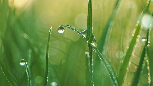 Macro Chuva Fundo Bokeh Composição Natureza — Fotografia de Stock