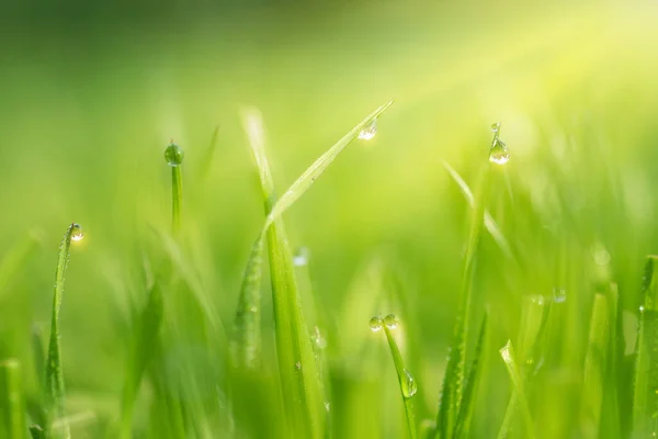 Makro Kropli Deszczu Bokeh Tła Skład Natury — Zdjęcie stockowe