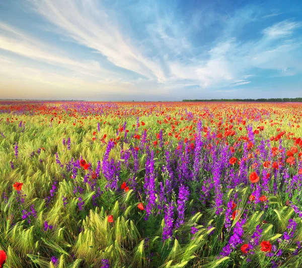 Gün Içinde Buğday Haşhaş Çayırı Doğa Bileşimi — Stok fotoğraf