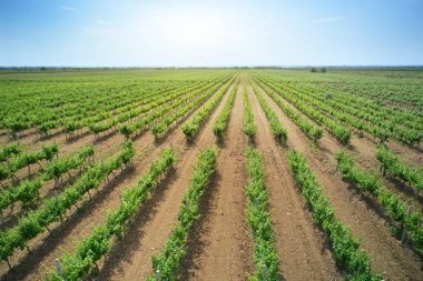 Gündüzleri üzüm bağları tarım çayırları. Dar hava görüntüsü.