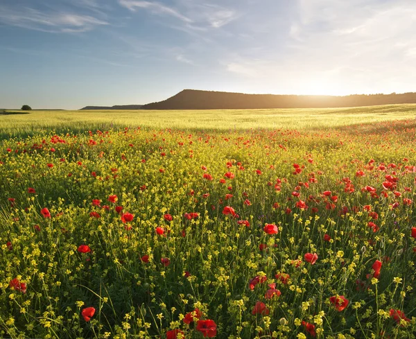 Lente Medoaw Van Papaver Bloemen Natuur Samenstelling — Stockfoto