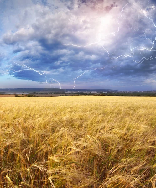 小麦の収穫と雨の天気の牧草地 空の稲光 自然の構成 — ストック写真