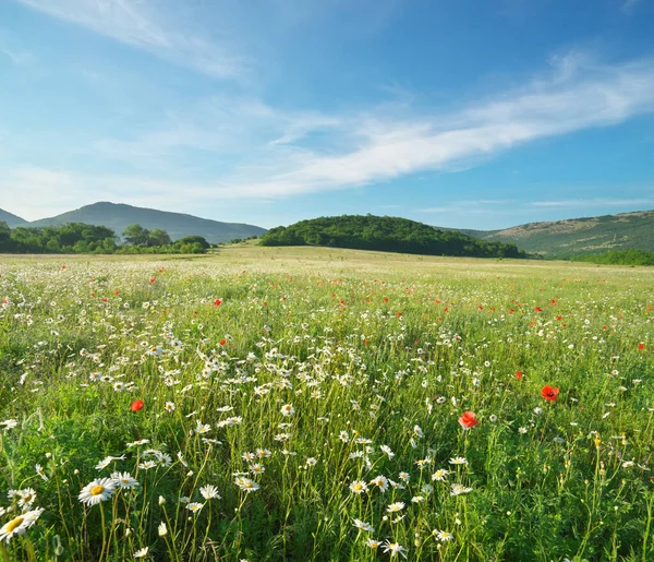 Voorjaar Kamille Bloemen Bergweide Prachtige Landschappen — Stockfoto