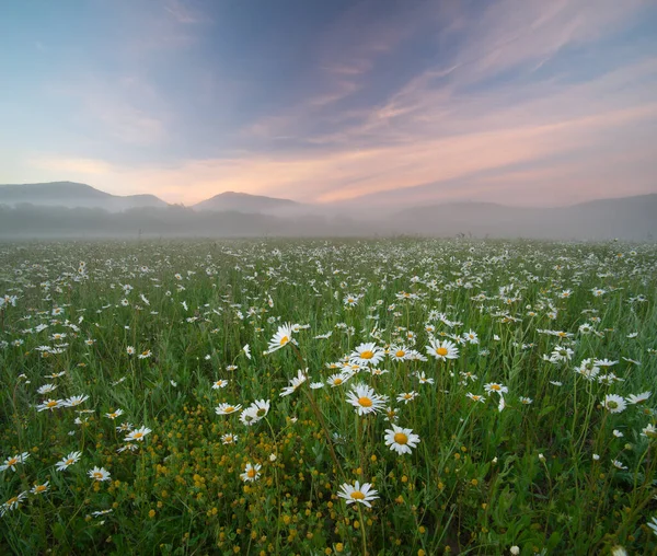 Daisy Meadow Foggy Morning Nature Composition — Stock Photo, Image