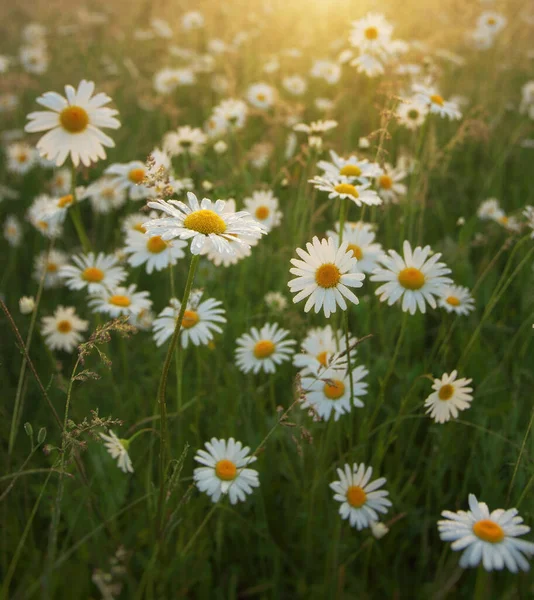 Fleurs Camomille Printemps Dans Prairie Matin Avec Une Goutte Eau — Photo