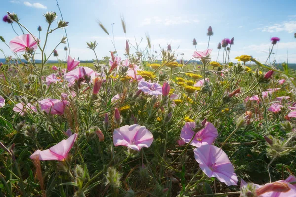 春天的早晨 艳丽的花朵和白昼的阳光 自然构图低角度视角 — 图库照片