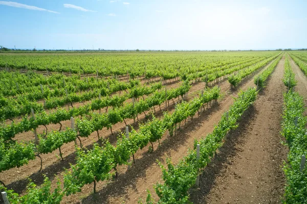 Vineyard Agrecultural Meadow Day Narure Aerial View — Stock Photo, Image