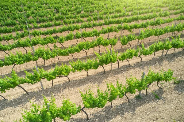 Vignoble Prairie Agreculturelle Jour Vue Aérienne Étroite — Photo