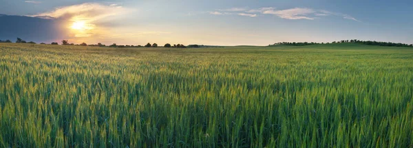 Луг Пшениці Світанку Панорамна Композиція Природи — стокове фото