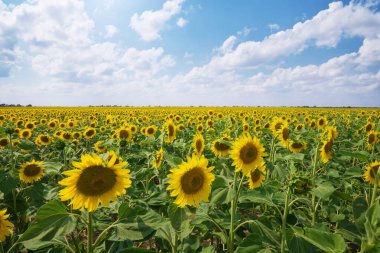 Gündüzleri büyük ayçiçeği tarlası. Doğanın bileşimi.