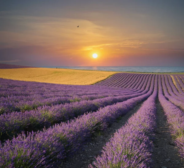 Lavanda Prado Mar Puesta Del Sol Naturaleza Paisaje —  Fotos de Stock