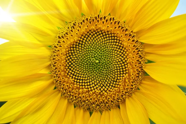 ひまわりの食感を閉じます 花の葉を通して太陽の光 自然背景デザイン — ストック写真