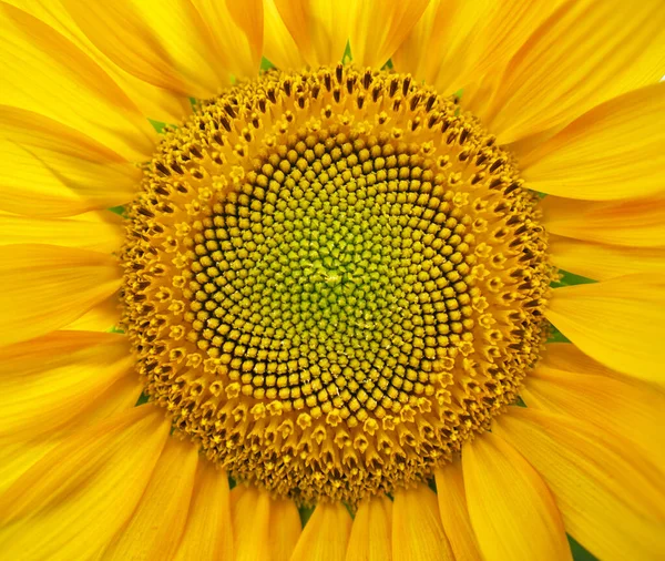 Sunflower patten background texture. Element of nature design.