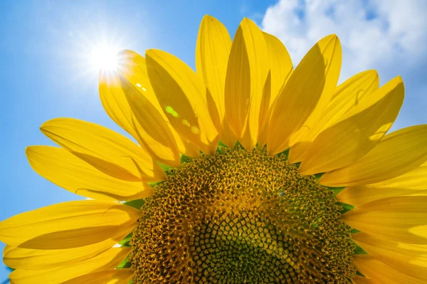 Zamknij Słonecznik Niebieskim Niebem Słońce Świeci Przez Liście Kwiatu Naturalny — Zdjęcie stockowe