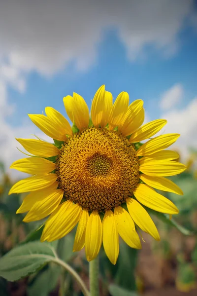 Retrato Girasol Día Composición Carácter Cultural — Foto de Stock