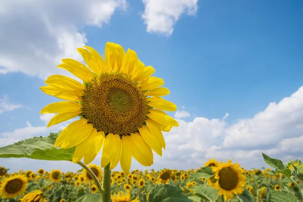 Słonecznik Błękitnym Niebem Dzień Naturalny Projekt Tła — Zdjęcie stockowe