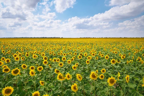 Big Field Sunflowers Day Composition Nature — Stock Photo, Image
