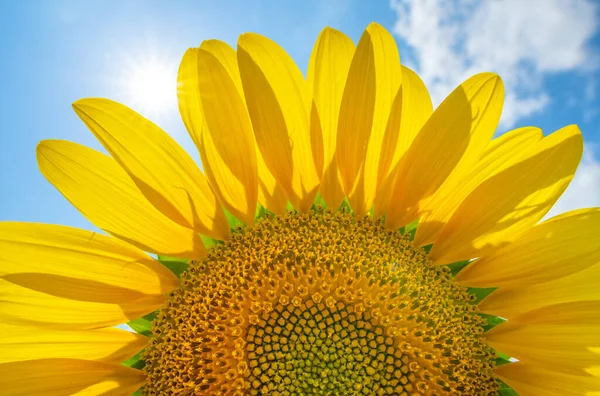 青い空でひまわりを閉じます 花の葉を通して太陽の光 自然背景デザイン — ストック写真