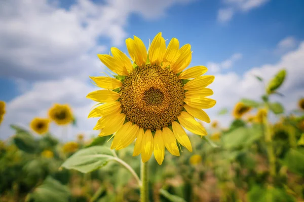 Retrato Girasol Día Composición Carácter Cultural — Foto de Stock