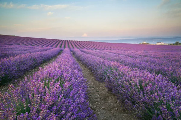 Prato Lavanda Alla Luce Del Mattino Composizione Della Natura — Foto Stock