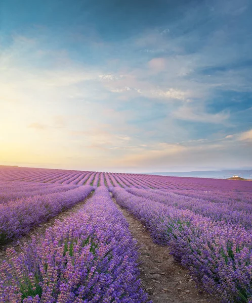 Prato Lavanda Alla Luce Del Mattino Composizione Della Natura — Foto Stock