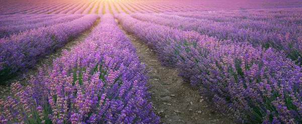 Textura Prado Lavanda Composição Natural — Fotografia de Stock