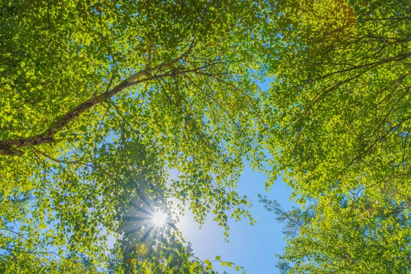 Pohled Zpod Starého Stromu Břízovém Lese Slunečném Svitu — Stock fotografie