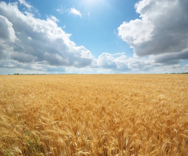 Gündüz Vakti Buğday Tarlalarının Doğası — Stok fotoğraf