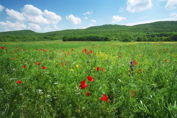 Весенние Цветы Зеленом Лугу Голубом Небе Красивые Пейзажи — стоковое фото