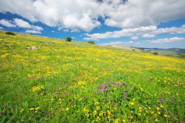 Dağ çayırı ve sarı çiçek. Güzel bahar doğası kompozisyonu.