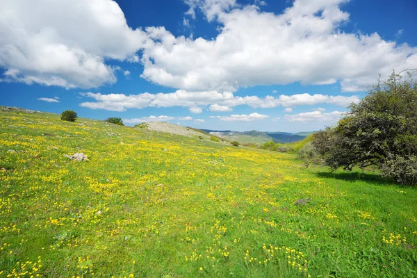 Dağ çayırı ve sarı çiçek. Güzel bahar doğası kompozisyonu.
