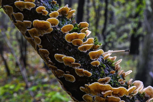 Scorso Autunno Funghi Nuvoloso Giornata Piovosa Nella Foresta — Foto Stock