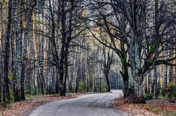 Venkovské Silnice Lese Října Slunečné Mrazivé Ráno — Stock fotografie