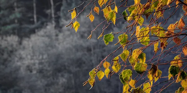 冷ややかな秋の朝に白樺の葉 日の出の光 — ストック写真