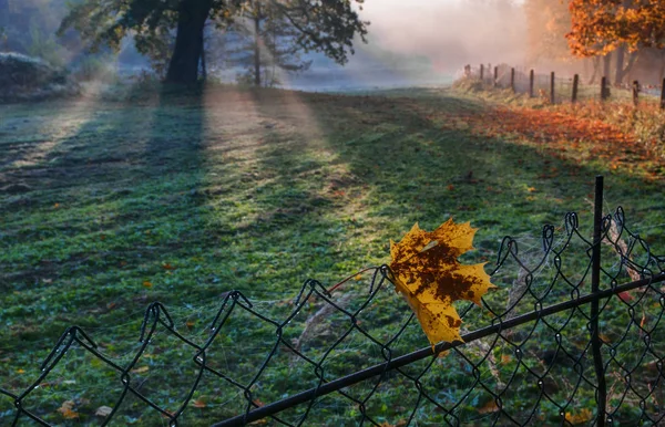 Mattinata Autunnale Vicino Puckoriu Percorso Storico Cognitivo — Foto Stock