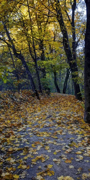 Réserve Paysage Tuputiskia Heure Automne Dorée — Photo