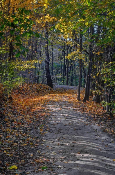 Riserva Tuputiskia Paesaggio Tempo Autunno Dorato — Foto Stock