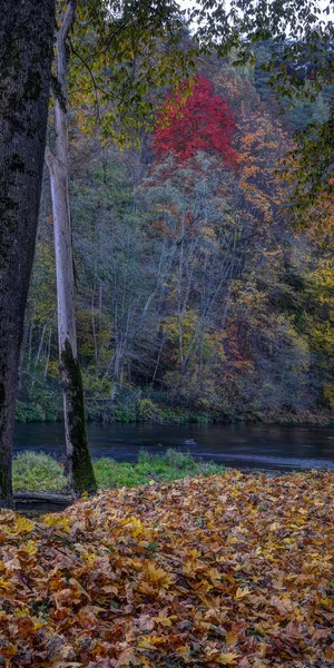 Réserve Paysage Puchkoriai Heure Automne Dorée Près Vilnia — Photo