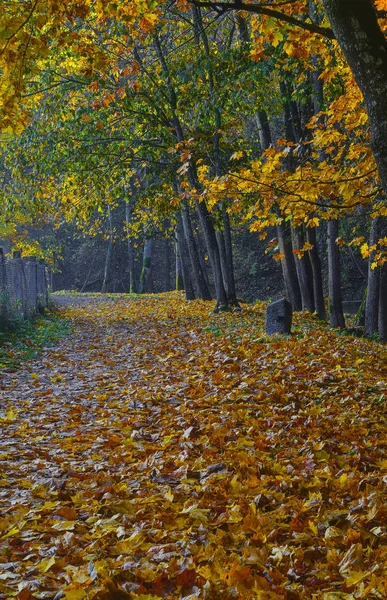 Puchkoriai 景観保護区 Vilnia 川の近くの黄金の秋の時間 — ストック写真