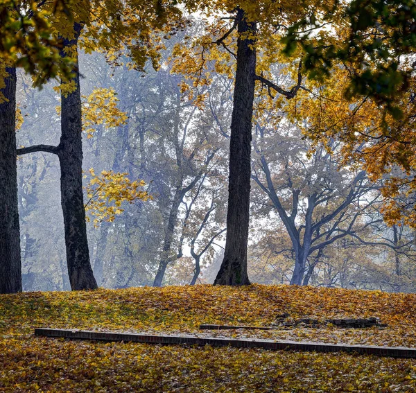 Piękny Park Jesień Oświański Jeziorem Parku Regionalnego Oświański Litwie — Zdjęcie stockowe