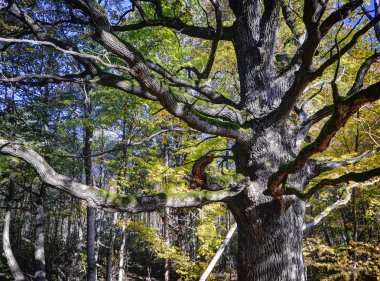 ALKU meşe ağacı, Neris bölgesel park, Elektrenai Belediyesi, Litvanya.