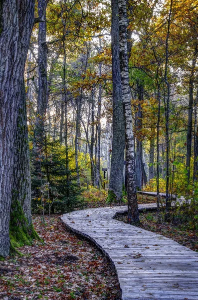 Oak Forest Ahşap Patika Bir Sonbahar Eearly Sabah — Stok fotoğraf